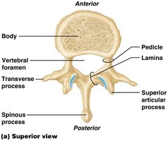 Lateral view of vertebral column showing curvatures