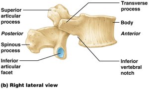 Superior view of a typical vertebra showing body, vertebral foramen, spinous and transverse processes