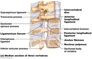 Median section of three vertebrae showing intervertebral disc and associated ligaments