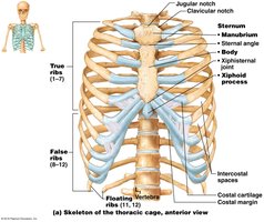 Labeled diagram of the thoracic cage, showing ribs, sternum, and costal cartilages