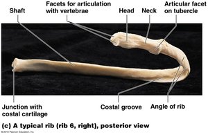 Labeled diagram of a typical rib, showing shaft, head, neck, tubercle, and costal groove
