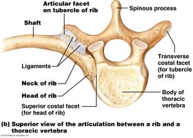 Superior view of the articulation between a rib and a thoracic vertebra