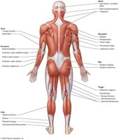 Superficial muscles: posterior view