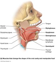 Muscles that change the shape of the oral cavity and manipulate food