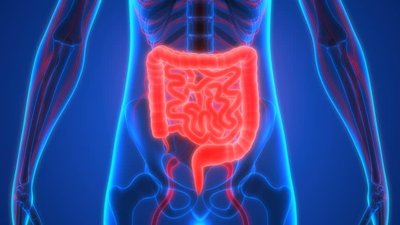 Human digestive system highlighting the large and small intestine