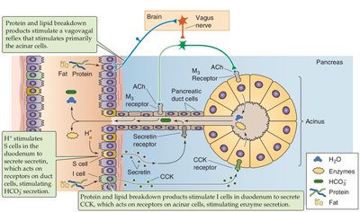 Secretin's role in regulation of pH and pancreatic secretion