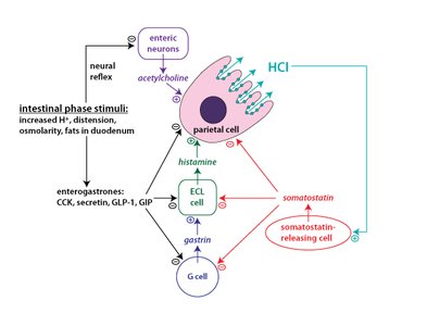 CCK regulation of pancreatic enzyme secretion