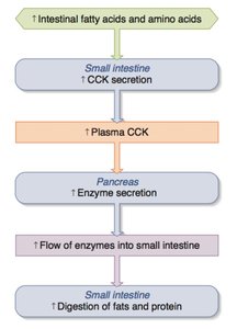 CCK regulation of bile secretion