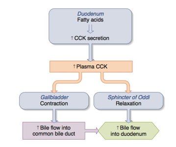 CCK regulation of bile flow