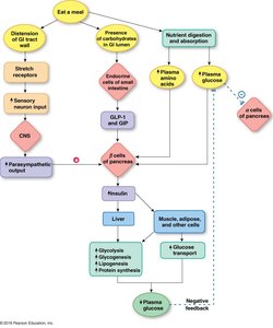 GLP-1 and GIP in glucose homeostasis