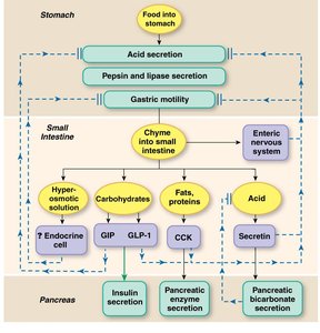 Integration of gastric and intestinal phase