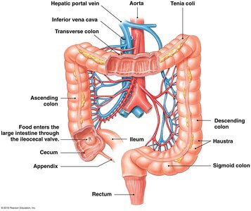 Large intestine anatomy and function