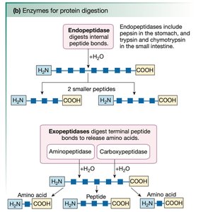 Enzymes for protein digestion: endopeptidases and exopeptidases