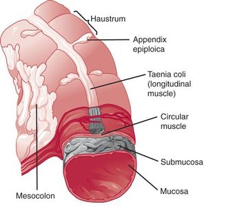 Muscle structure of the large intestine