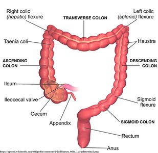 Motility in the large intestine