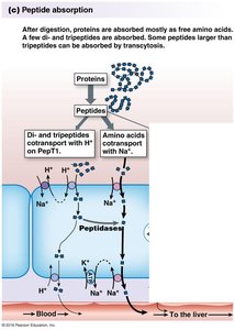 Peptide absorption mechanisms in the intestine