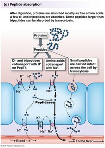 Peptide absorption including transcytosis