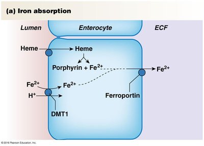 Iron absorption in the intestine