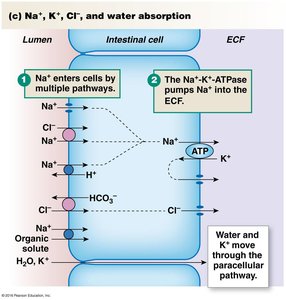 Na+, K+, Cl-, and water absorption in the intestine