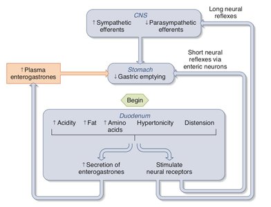 Regulation of gastric emptying and intestinal phase