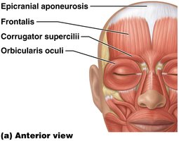 Muscles of facial expression: anterior view