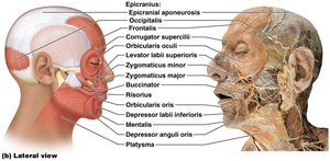 Muscles of facial expression: lateral view