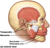 Muscles of chewing: lateral view