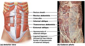 Abdominal muscles: anterior and cadaver view