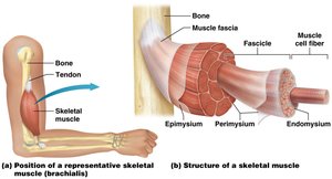 Structure and position of a skeletal muscle