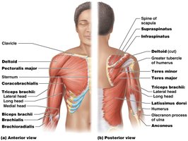 Muscles that move the arm and forearm