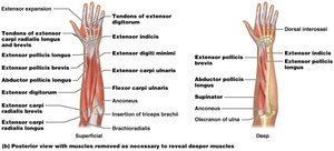 Muscles that move the wrist and hand: posterior view