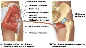 Deep posterior muscles that move the thigh and knee