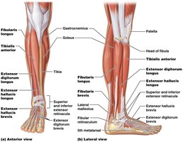 Anterior and lateral muscles that move the ankle and toes