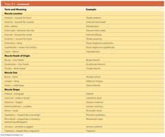 Common Terms in Muscle Anatomy Table 9.1 continued