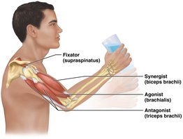 Functional groups of muscles