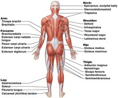 Superficial muscles: posterior view
