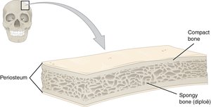 Section of skull bone showing compact bone, spongy bone, and periosteum