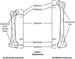 Growth and remodeling of long bone