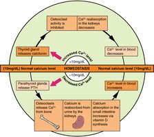 Calcium homeostasis regulation by PTH and calcitonin