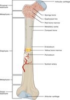 Long bone anatomy showing diaphysis, epiphysis, medullary cavity, periosteum, and articular cartilage