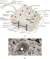 Haversian system (osteon) structure in compact bone
