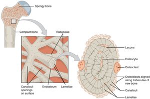 Spongy bone structure with trabeculae and marrow
