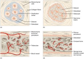 Stages of intramembranous ossification