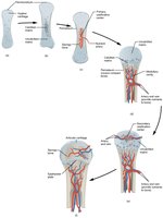 Stages of endochondral ossification
