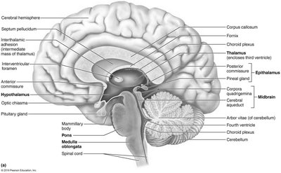 Sagittal section of the human brain with labeled regions