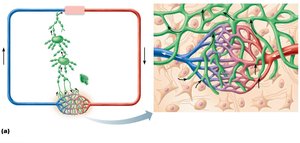 Distribution and special features of lymphatic capillaries