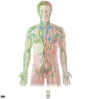 The lymphatic system: major vessels and nodes