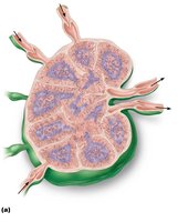 Internal structure of a lymph node