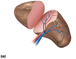 Diagram of the spleen, anterior view