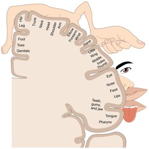 Somatosensory homunculus showing punctate distribution of sensory receptors